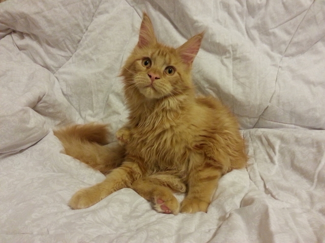 Мейн-куны  настолько  суровы...