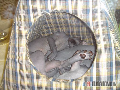 Котовторник!