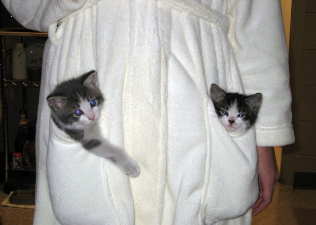 Коты, кошки, котята