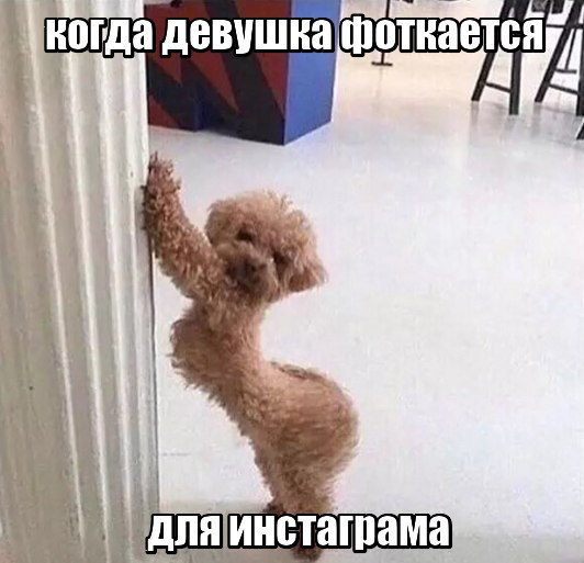 Порция картинок из сети