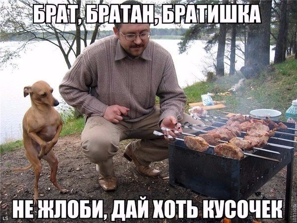 Прикольные животные
