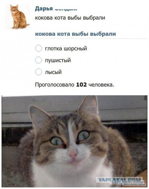 Даже котики в шоке