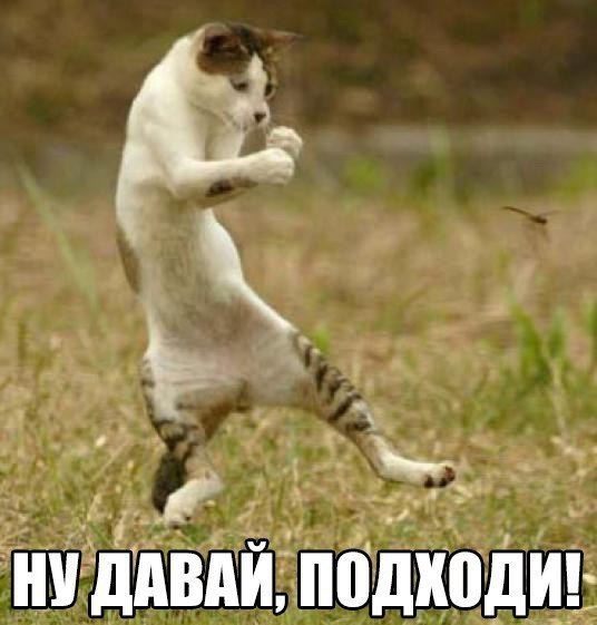 Прикольные животные