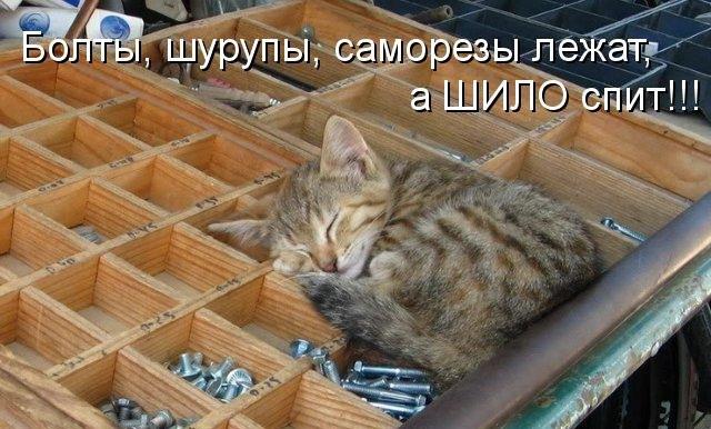 Коты из сети