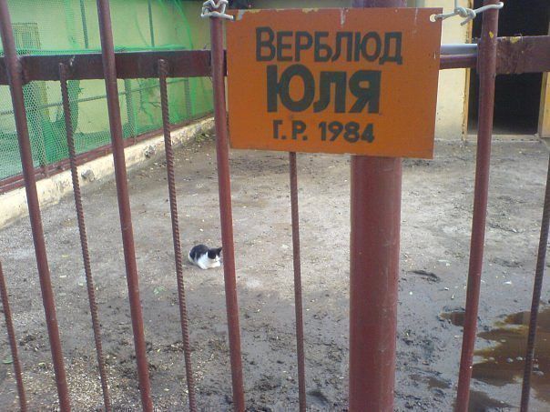 19 бесподобных котов, которые родились, чтобы прославиться.