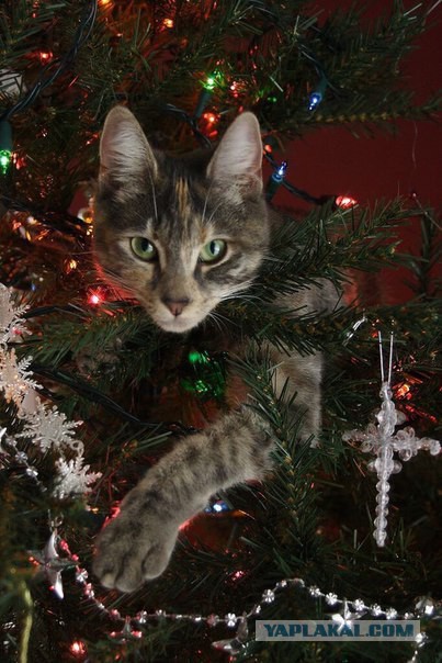 Коты против Рождества или почему новогодние праздники являются любимым временем кошачьих