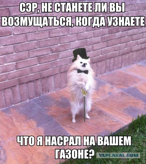 Порция абсурдного юмора на следующую неделю