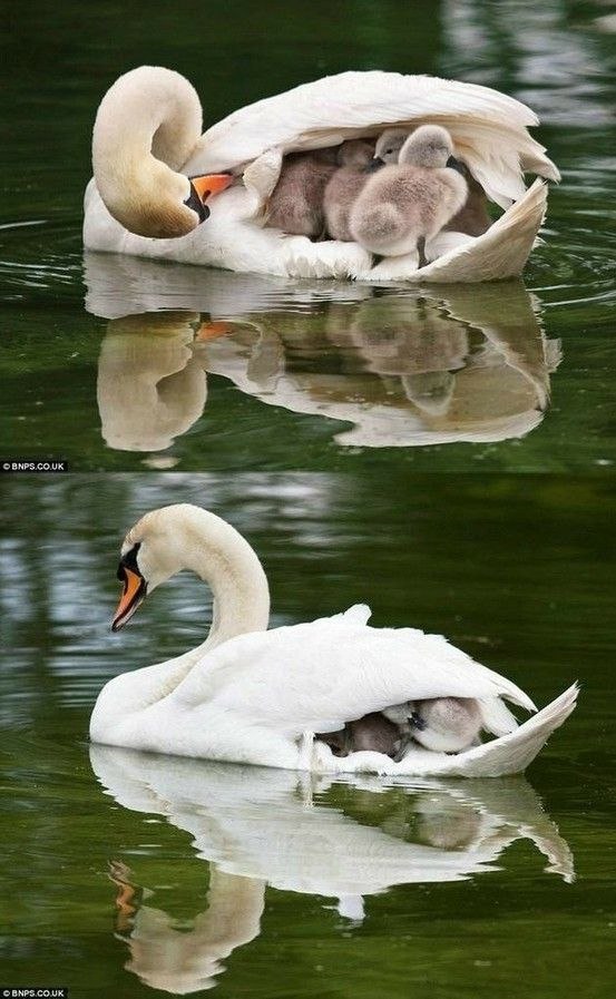 Самые смешные животные
