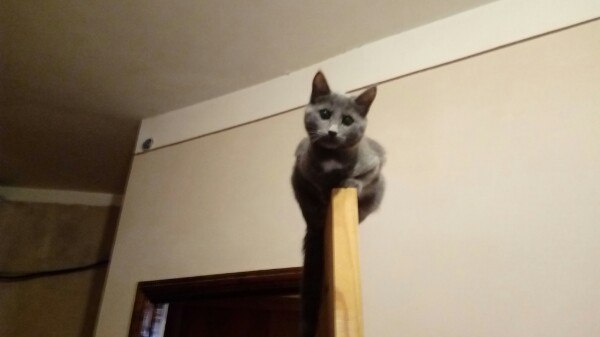 20 мест, в которых не должно было быть кота, но вот он