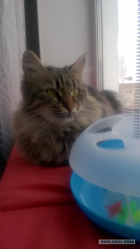 Котовторник  14.02.2017