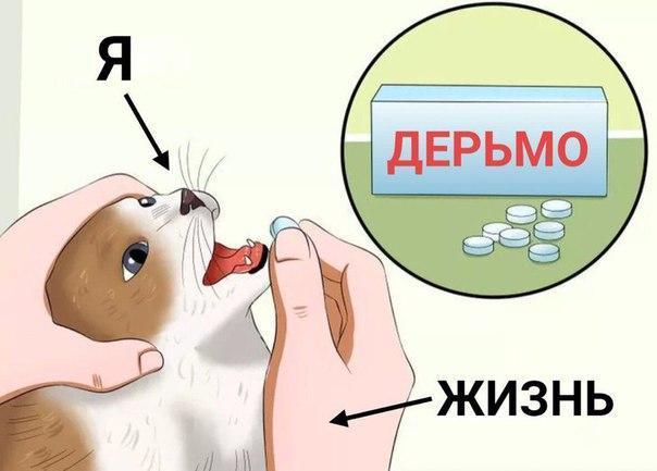 Картинки ИЗ сети