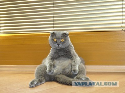 Тот самый, "Ёшкин кот"