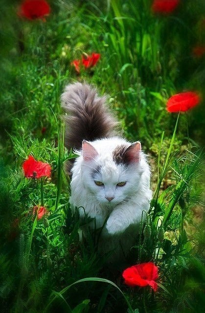 Коты и Кошки