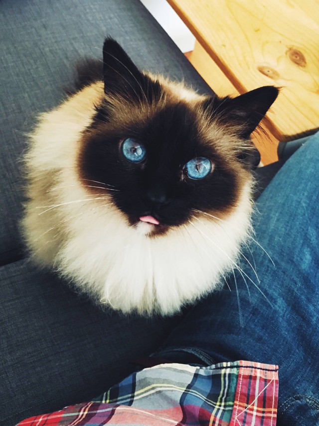 Коты и Кошки