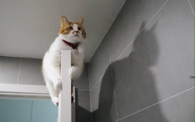 Коты и Кошки