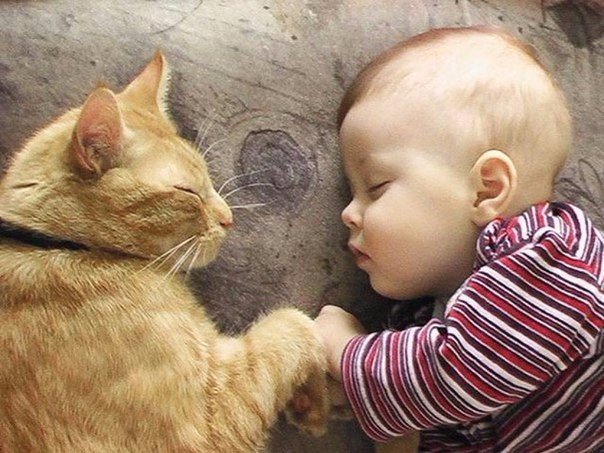 Коты и Кошки