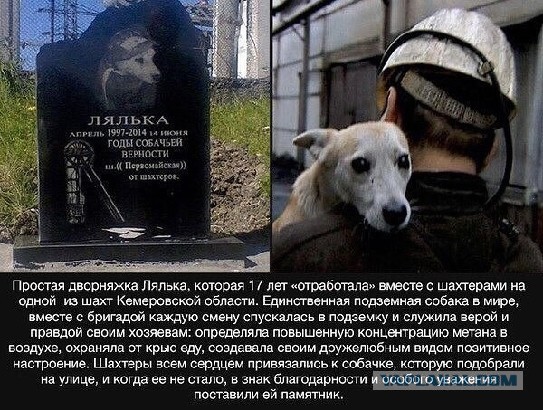 Собаку-сапера проводили в последний путь с почестями, достойными героя войны