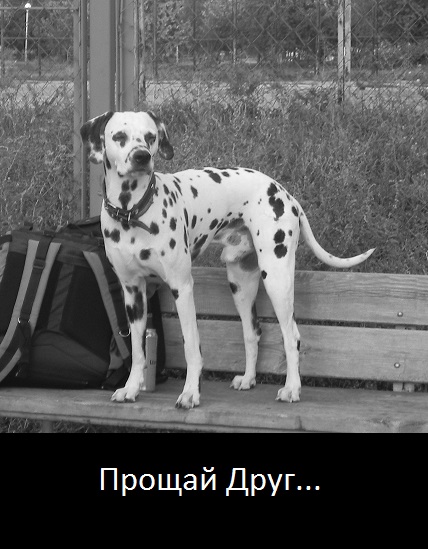 Толстый, Прости!