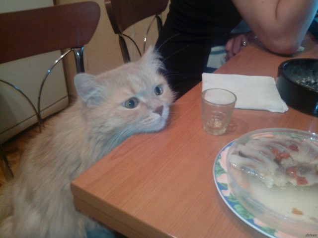 Коты и Кошки