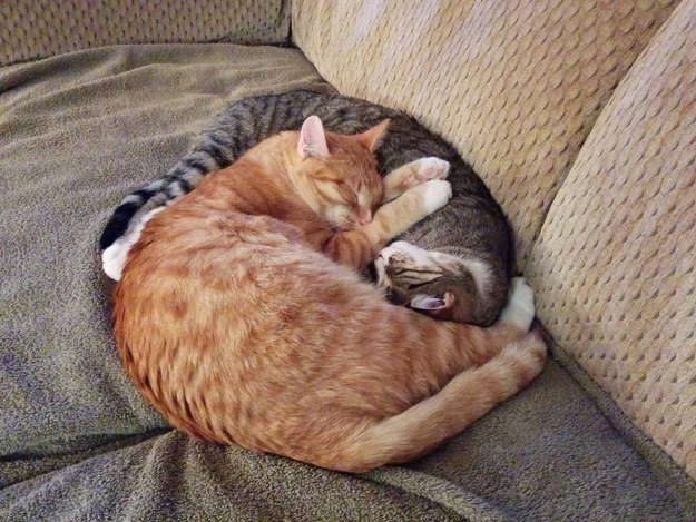 Коты и Кошки