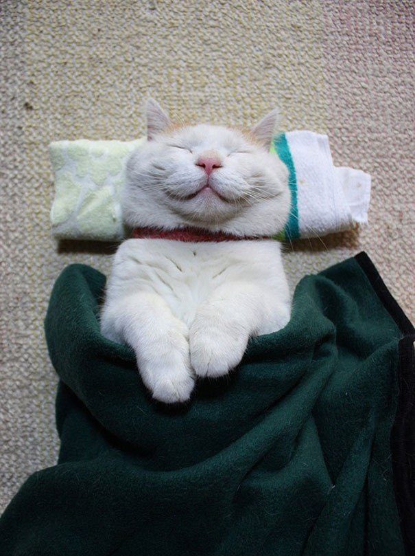 Коты и Кошки