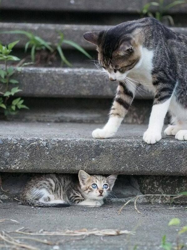 Коты и Кошки