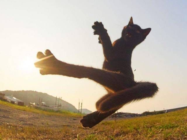 Коты и Кошки
