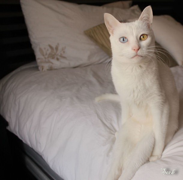 Котэ и кровать