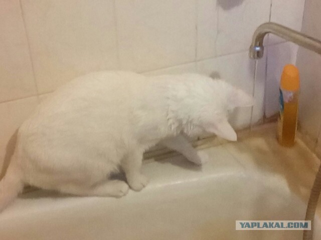Характер нордический... или купание кота