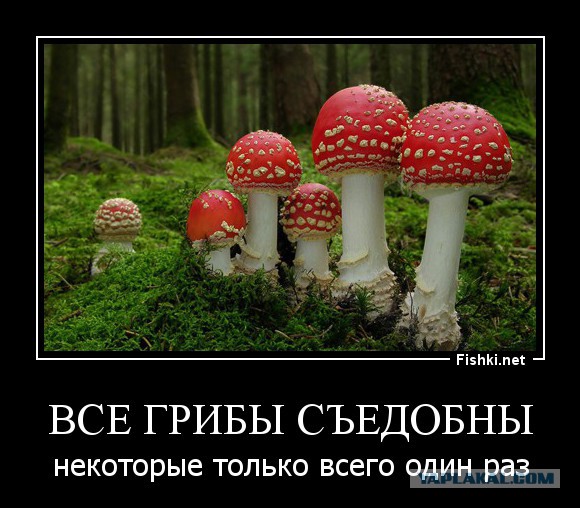 Да что ты знаешь о грибах, несчастный ...