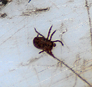 Жопа... клещ...