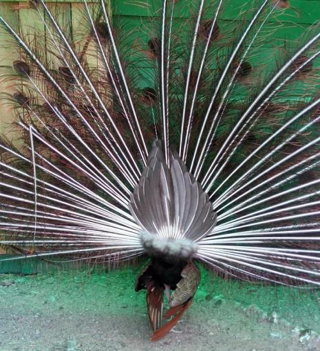 То, чего вы скорее всего никогда не видели