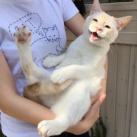Котовторник 24.04.2018