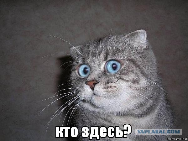 Депутат Милонов не знает, как прожить на 40 тысяч рублей