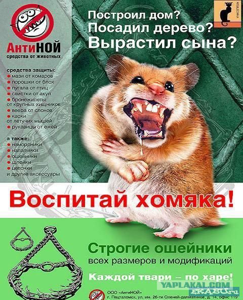 Не очень адекватный юмор