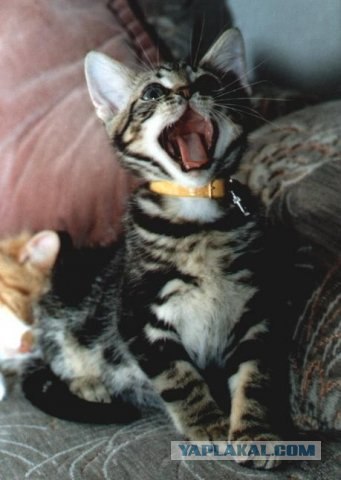 Котовторник на ЯПлакалъ 08.07.2008