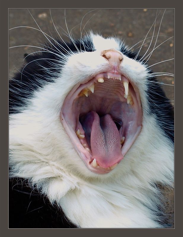 Уррааа! Котовторник на ЯПлакалъ!