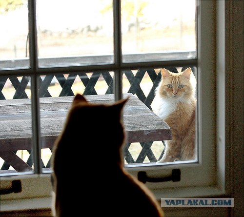 Кошак в шоке