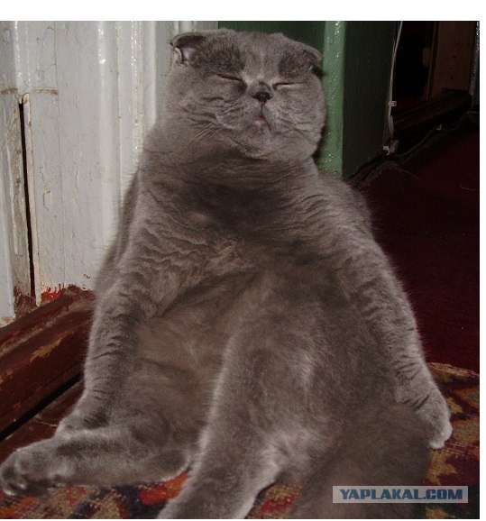 Коты, кошки и котята