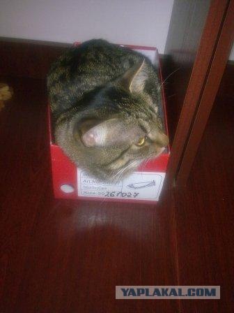Состоятельный котовторник