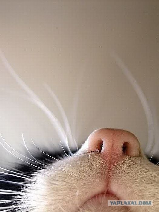 Сонный Котовторник