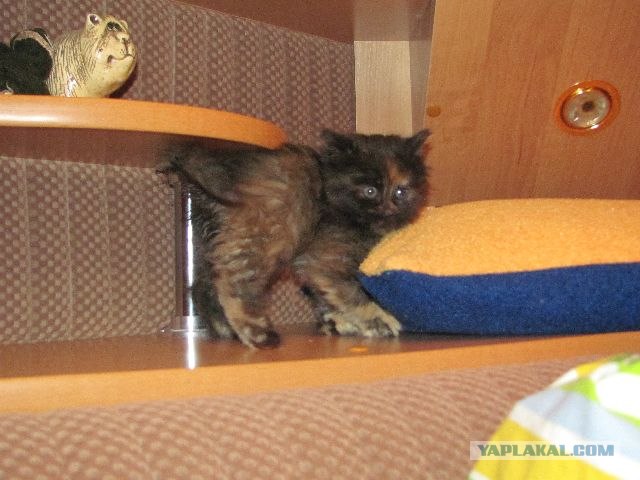 Котовторник 1.11.11