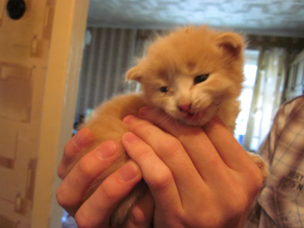 Котовторник 22.11.11