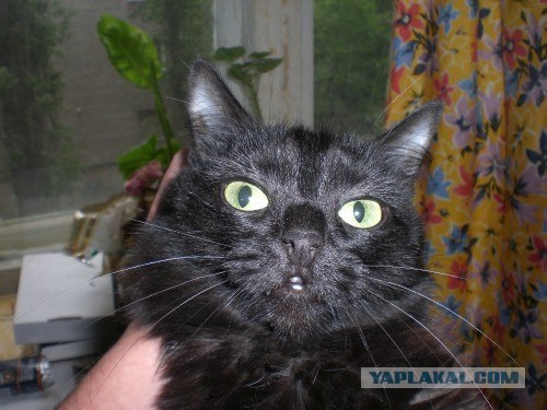 Котовторник (14.02.2012)
