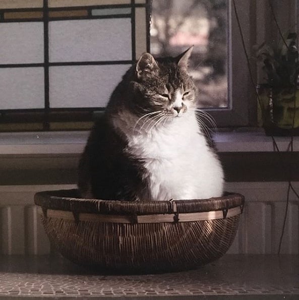 Прикольных котов пост