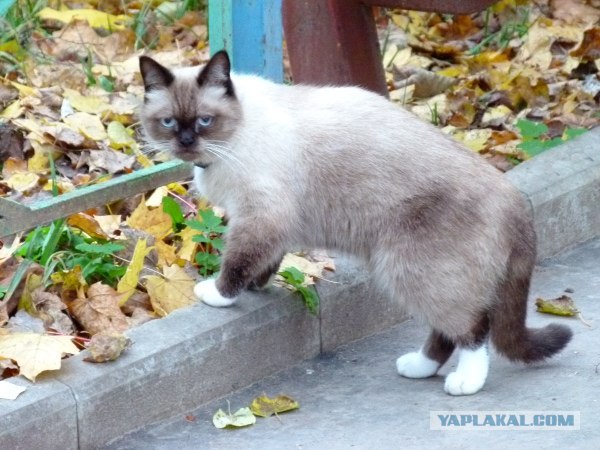 Котовторник ( 23.10. 2012. )