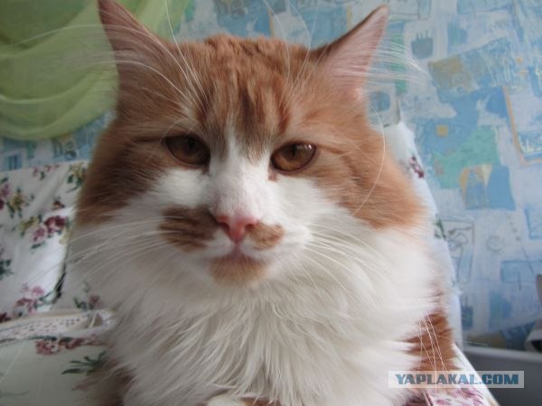 Котовторник 19.02.2013