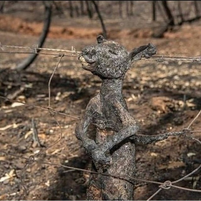 Австралия до и после пожара