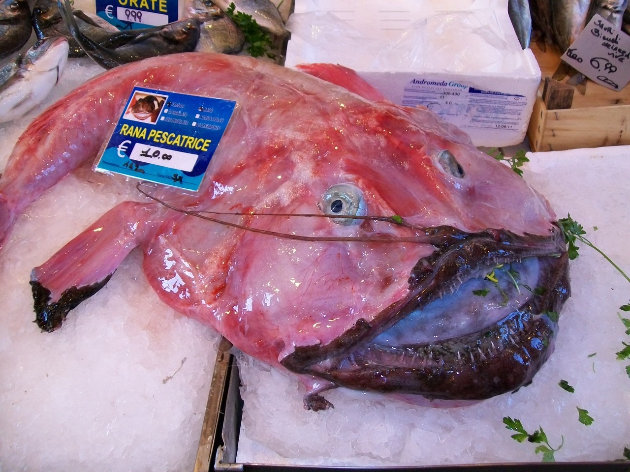Почему Некоторые Рыбы Продаются Без Головы Фото