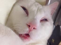 Отданные даром. К котовторнику